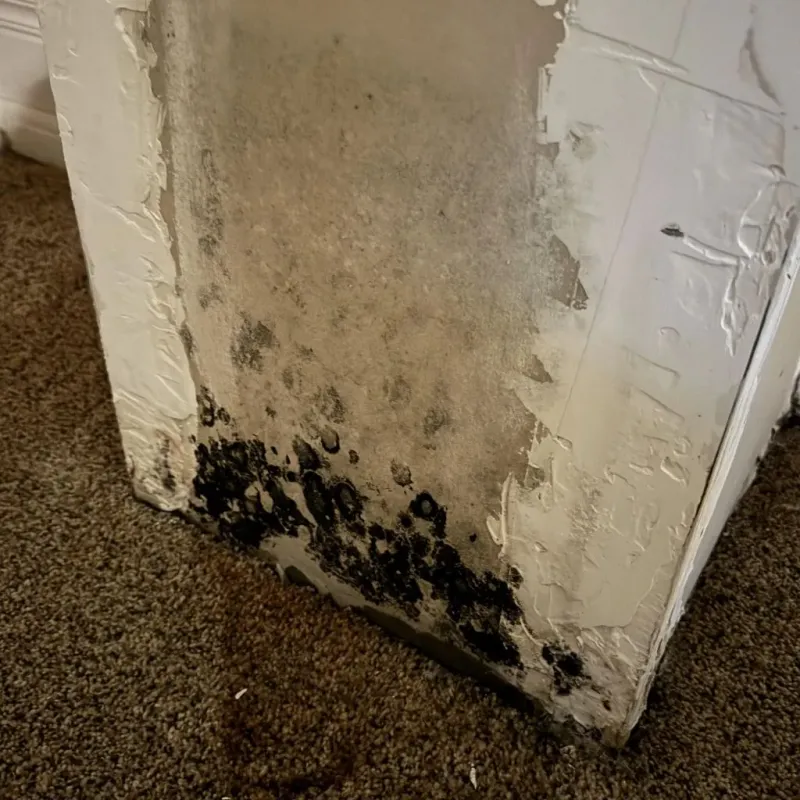Professional Mold Removal in Clinton, OH
